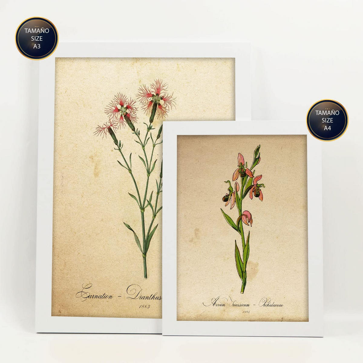 POSTER Set Mit 6 Botanische rote Blume Größe A3 & A4 Weißer Rahmen - Weiß, Papier (29.7/1cm) - Nacnic