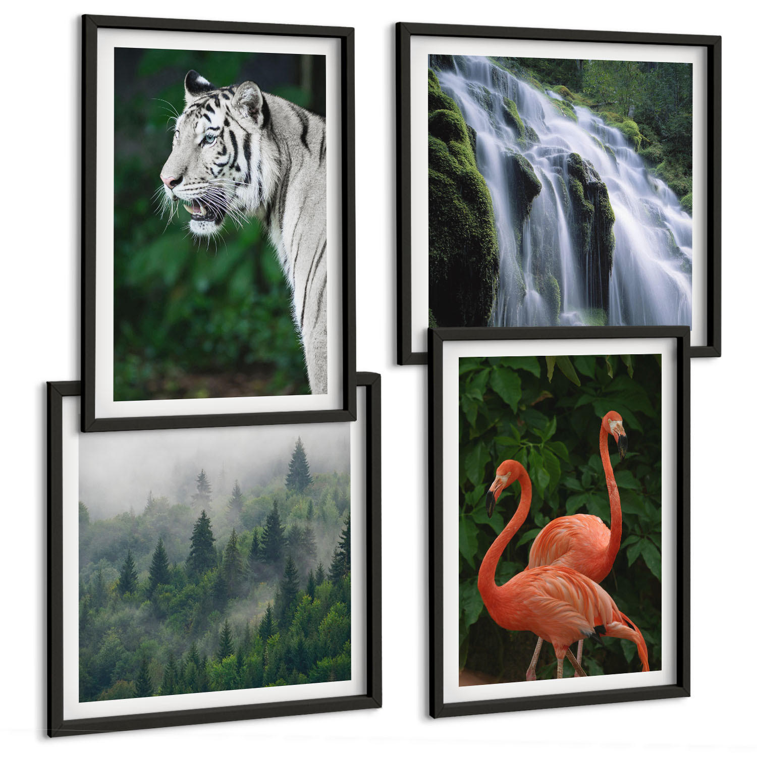 BILDER SET 4er Set - 50x50 cm & 40x60 cm Schwarzer Rahmen - Tiger Wasserfall Flamingos Natur - Schwarz, Kunststoff (50/50cm) - TULUP