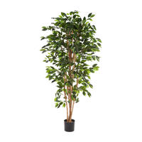 KÜNSTLICHER Chinesischer Ficus - Ismail 180 cm - Grün, Kunststoff (180cm) - aplanta