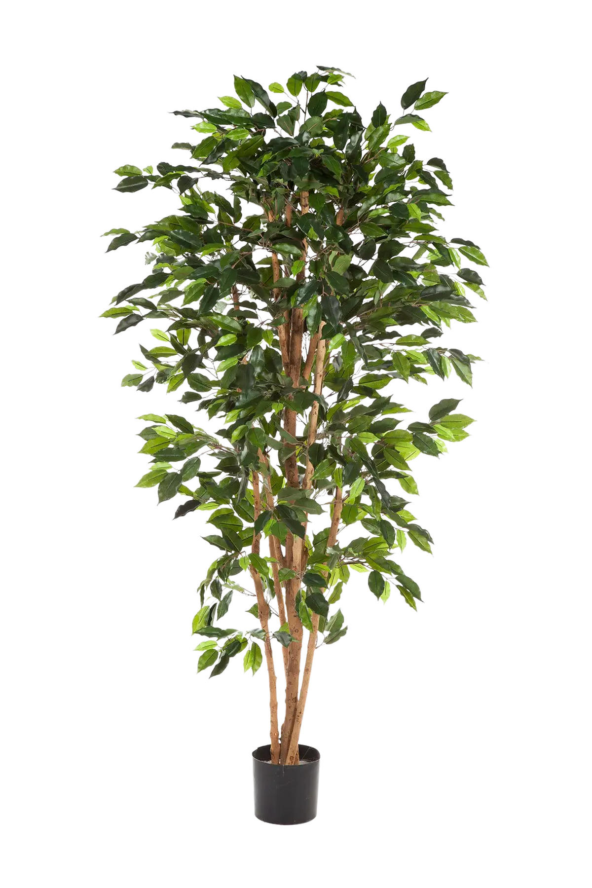 KÜNSTLICHER Chinesischer Ficus - Ismail 180 cm - Grün, Kunststoff (180cm) - aplanta