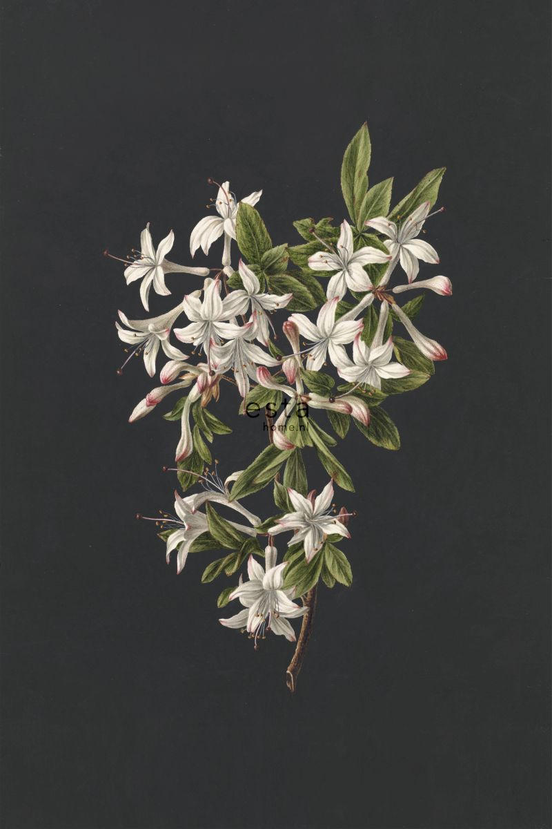 FOTOTAPETE Blüte 186 x 279 cm - Schwarz, Papier (186/279cm) - ESTAhome