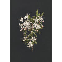 FOTOTAPETE Blüte 186 x 279 cm - Schwarz, Papier (186/279cm) - ESTAhome