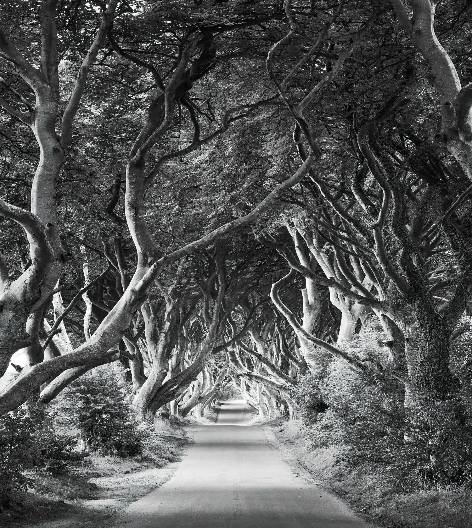 FOTOTAPETE Wald 250 x 280 cm - Schwarz, Papier (250/280cm) - Sanders & Sanders