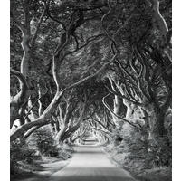 FOTOTAPETE Wald 250 x 280 cm - Schwarz, Papier (250/280cm) - Sanders & Sanders