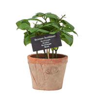 KUNSTPFLANZE Basilikum im Terrakotta-Topf, 18 cm - Grün, Kunststoff (18cm) - Homescapes