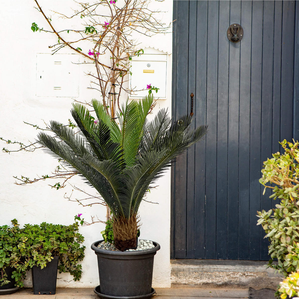 KUNSTPFLANZE Cycas 90 cm - Grün, Kunststoff (90cm)