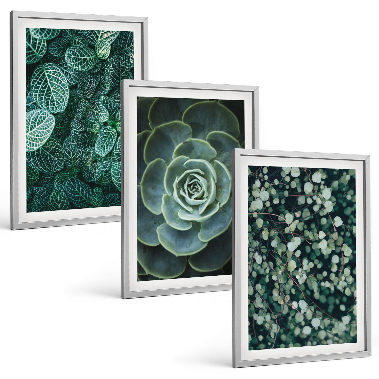 BILDER SET 3er Set - 40x60 cm Silberner Rahmen - Sukkulenten - Silberfarben, Kunststoff (40/60cm) - TULUP