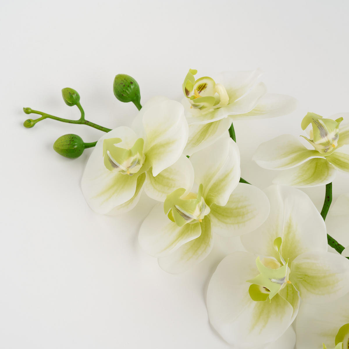 BLUME Orchstem - Weiß, Kunststoff (6cm) - home&you