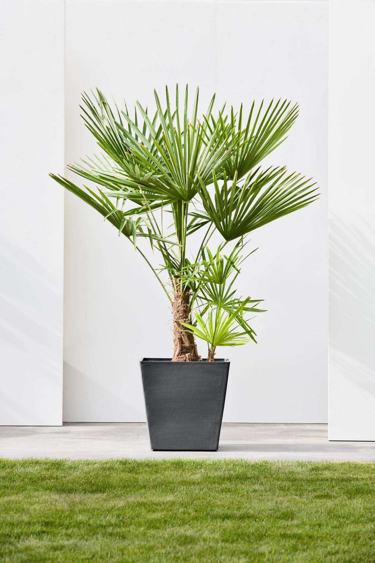 BLUMENTOPF Rotterdam Wheels 50,2/50,2/49,5 cm Dunkelgrau - Dunkelgrau, Kunststoff (50.2/49.5cm) - Ecopots