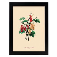 POSTER Groseille A4 Schwarzer Rahmen - Schwarz, Papier (29.7/5/21cm) - Nacnic
