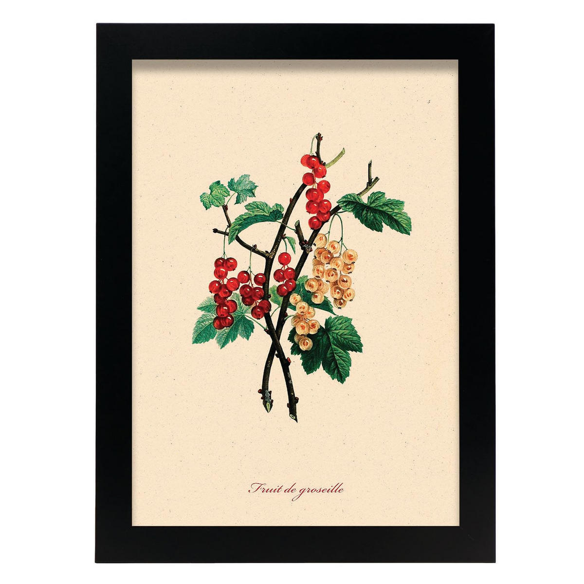 POSTER Groseille A4 Schwarzer Rahmen - Schwarz, Papier (29.7/5/21cm) - Nacnic