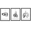 POSTER Set Mit 3 Leber, Herz, Lunge A3 Rahmenlos - Klar, Papier (29.7/5/42cm) - Nacnic