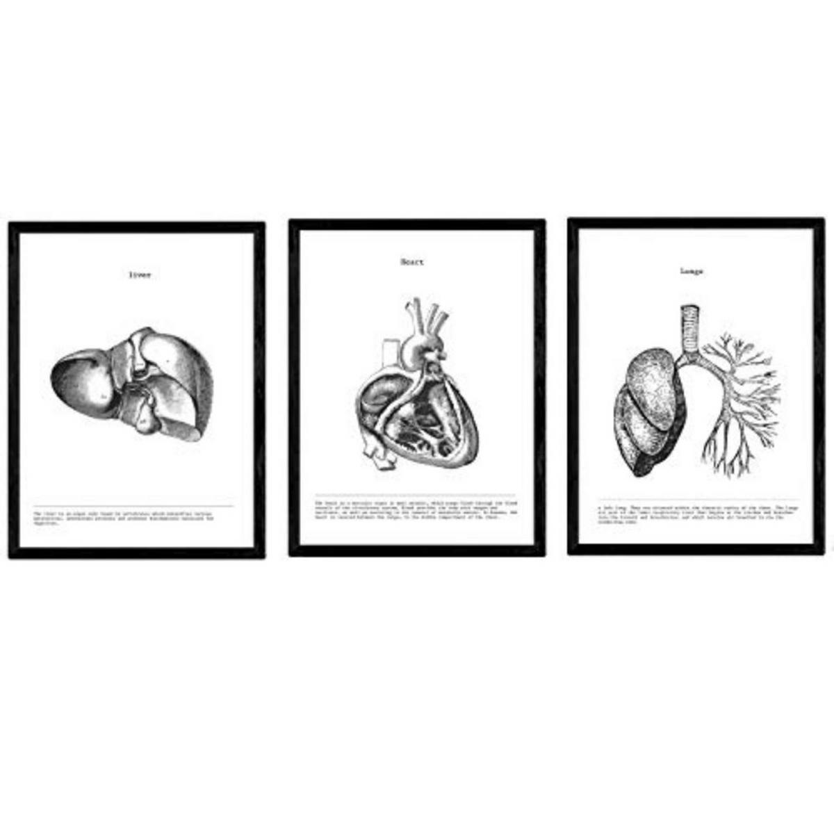 POSTER Set Mit 3 Leber, Herz, Lunge A3 Schwarzer Rahmen - Schwarz, Papier (29.7/5/42cm) - Nacnic