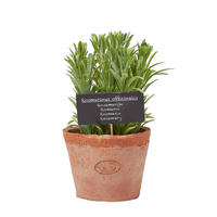 KUNSTPFLANZE Rosmarin im Terrakotta-Topf, 18 cm - Grün, Kunststoff (18cm) - Homescapes