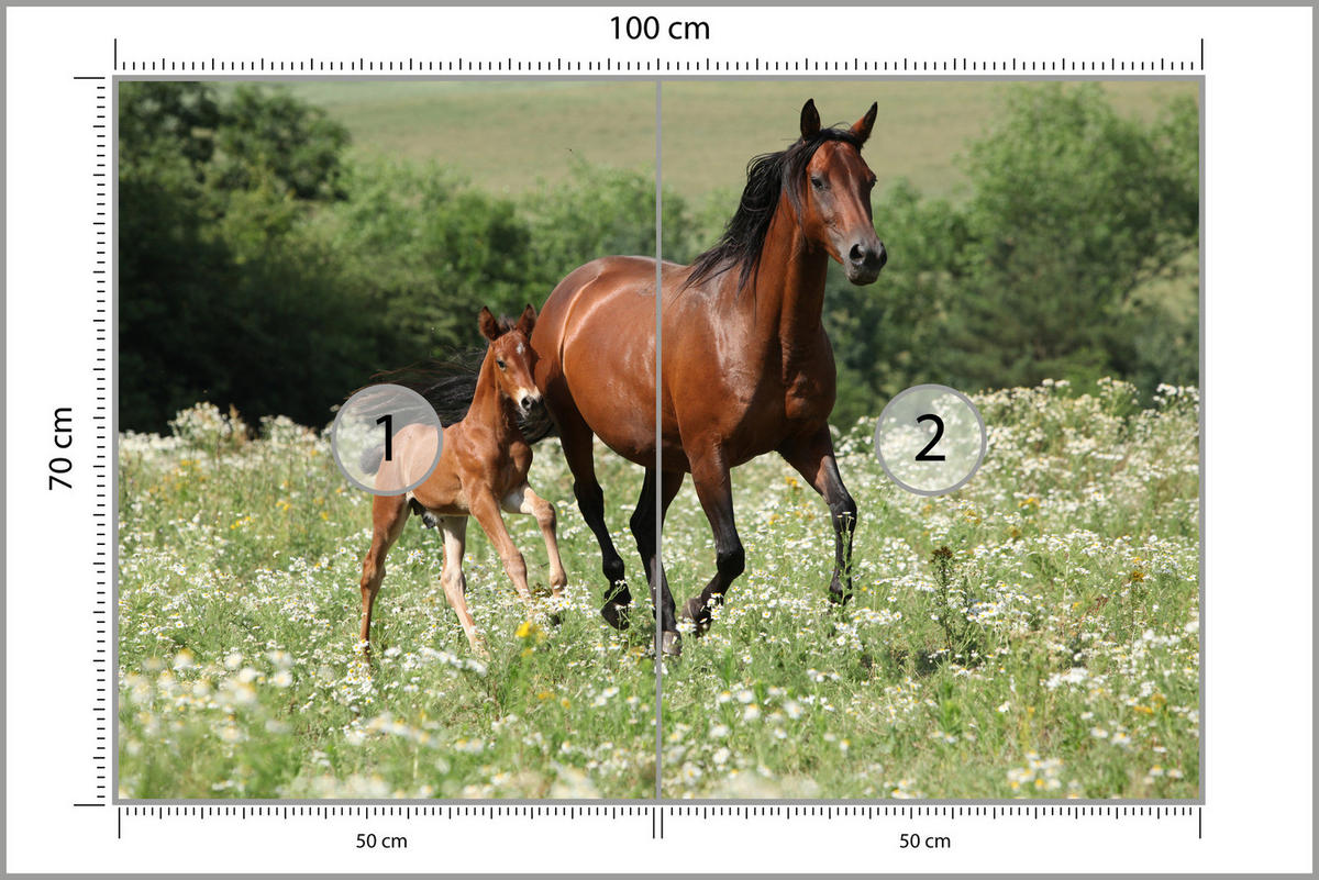 FOTOTAPETE Pferde Lichtung Pflanzen Natur 100x70 - Beige/Schwarz, Papier (100/70cm) - Muralo