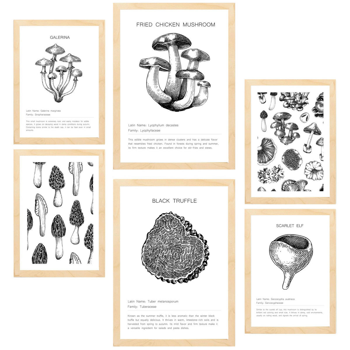 POSTER Set Mit 6 Dekorative Von Pilzarten Blatt Mit A3 & A4 Rahmen Aus Hellem Holz - Beige, Papier (29/3cm) - Nacnic