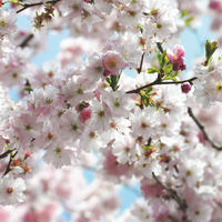 FOTOTAPETE Blumen 368 x 254 cm - Pink, Papier (368/254cm) - Sanders & Sanders