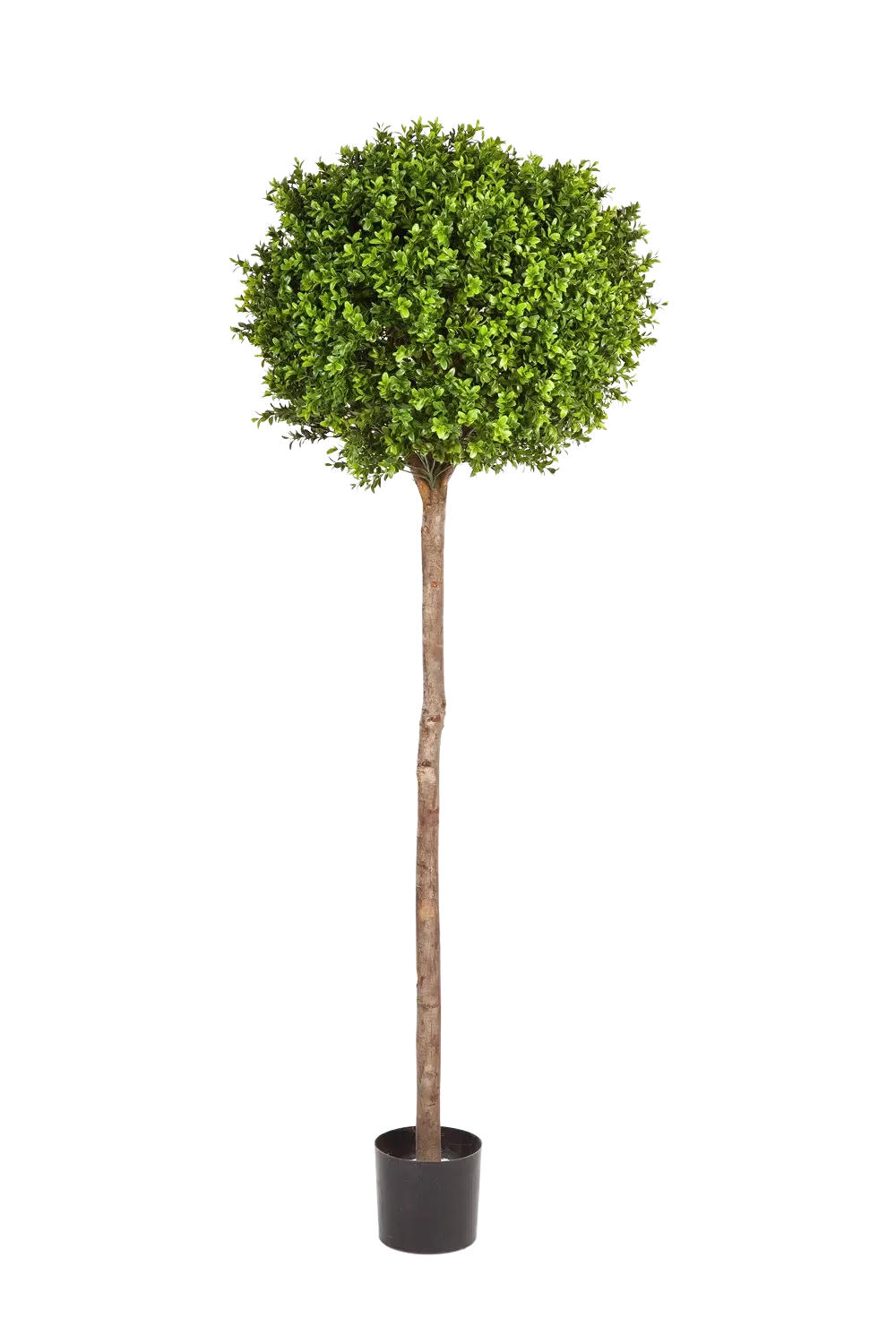 KUNSTBAUM Künstlicher Buchsbaum - Rayan 170 cm - Grün, Kunststoff (170cm) - aplanta