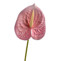 UMĚLÁ KVĚTINA Anturie, růžová, 60 cm - růžová, plast (60cm) - Mondex