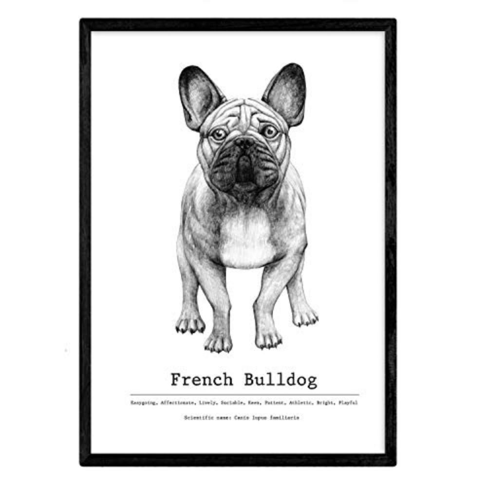 POSTER Bulldog Dekorativer Hund A4 Rahmenlos - Klar, Papier (29.7/5/21cm) - Nacnic