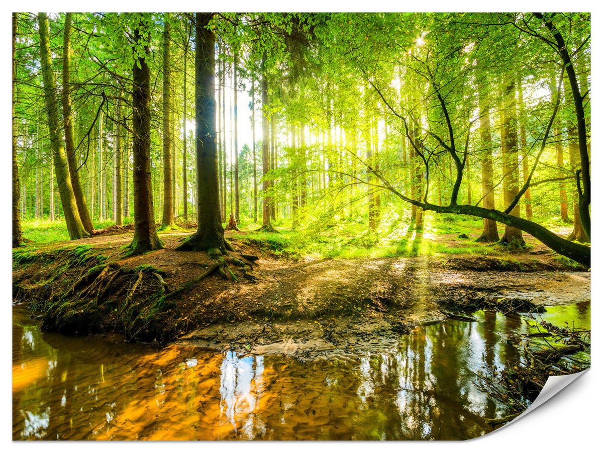 FOTOTAPETE für Wohnzimmer Waldlandschaft Bäume Blätter Frühling Grün 200x140 - Gelb/Orange, Papier (200/140cm) - Muralo