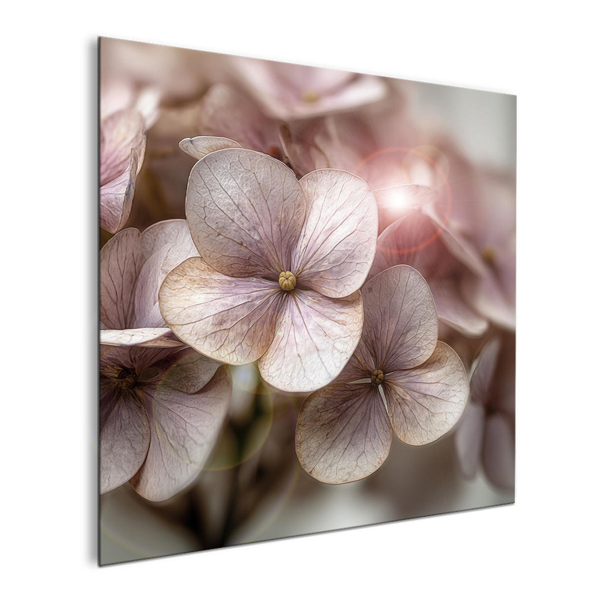 GLASBILD 30×30 cm Hortensie rosé beige - Beige, Glas (30/30cm) - artissimo