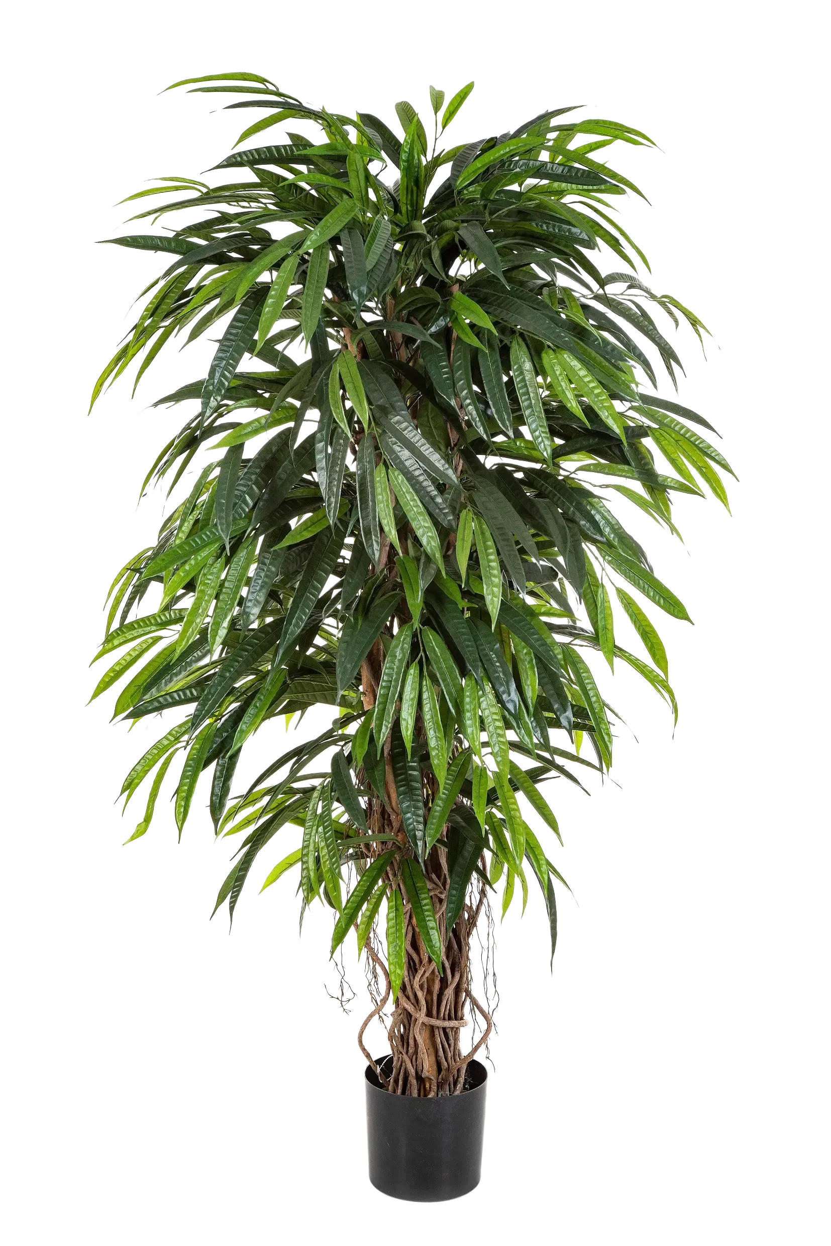 KUNSTBAUM Künstliche Longifolia - Steven 180 cm - Grün, Kunststoff (180cm) - aplanta