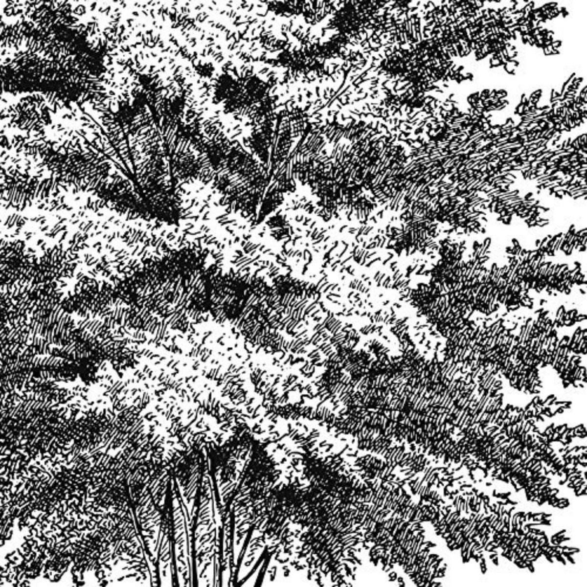 POSTER Set mit 4 Blättern der Bäume in der Welt weiß 30x30 cm Rahmenlos - Klar, Papier (30/3cm) - Nacnic