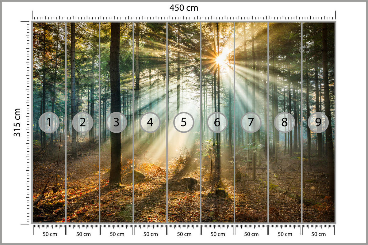 FOTOTAPETE für Wohnzimmer Herbstwald Sonnenuntergang Bäume Natur 450x315 - Beige/Gelb, Papier (450/315cm) - Muralo