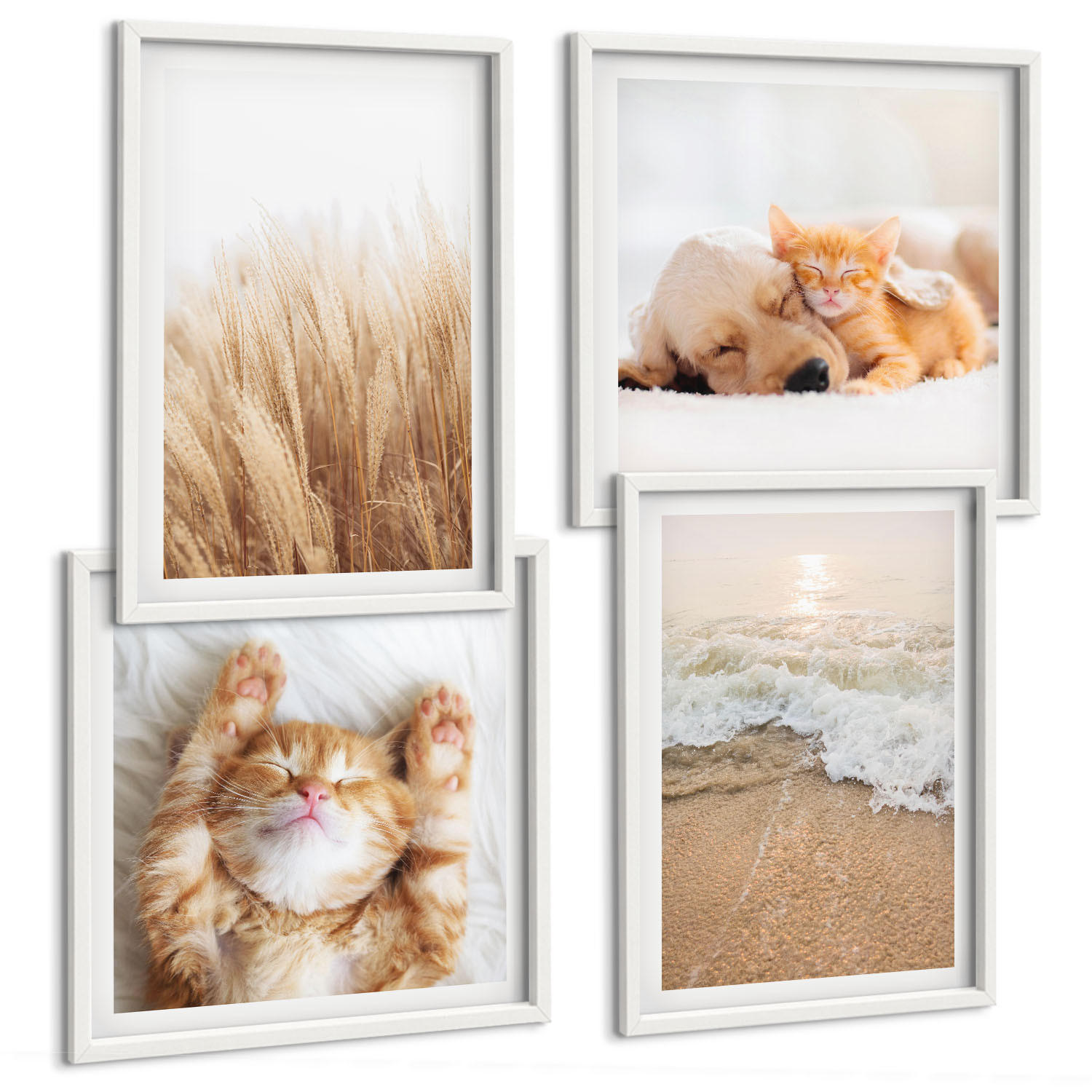 BILDER SET 4er Set - 50x50 cm & 40x60 cm Weißer Rahmen - Niedliche Tiere, Katzen, Hunde, Strand - Weiß, Kunststoff (50/50cm) - TULUP