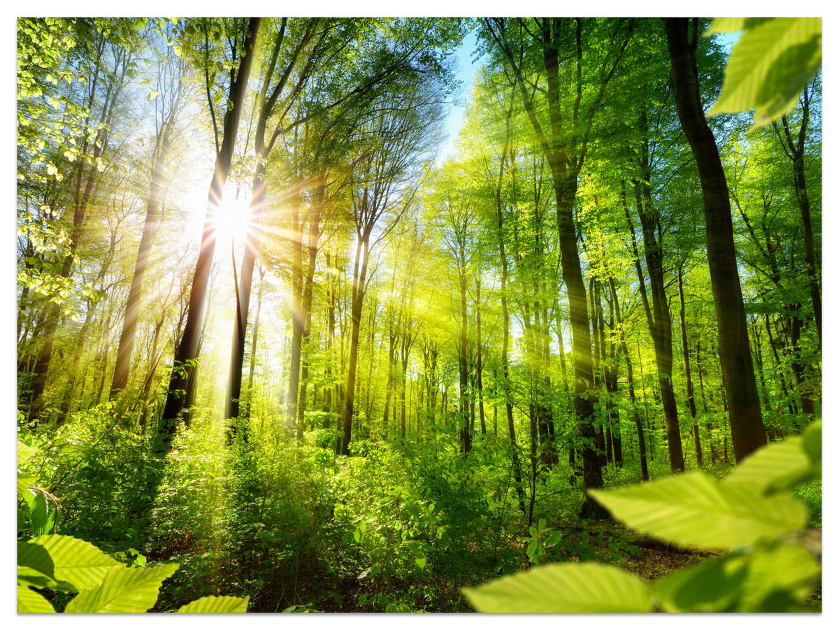 FOTOTAPETE für Wohnzimmer Sonnenaufgang zwischen Bäumen Wald 250x175 - Gelb/Grün, Papier (250/175cm) - Muralo