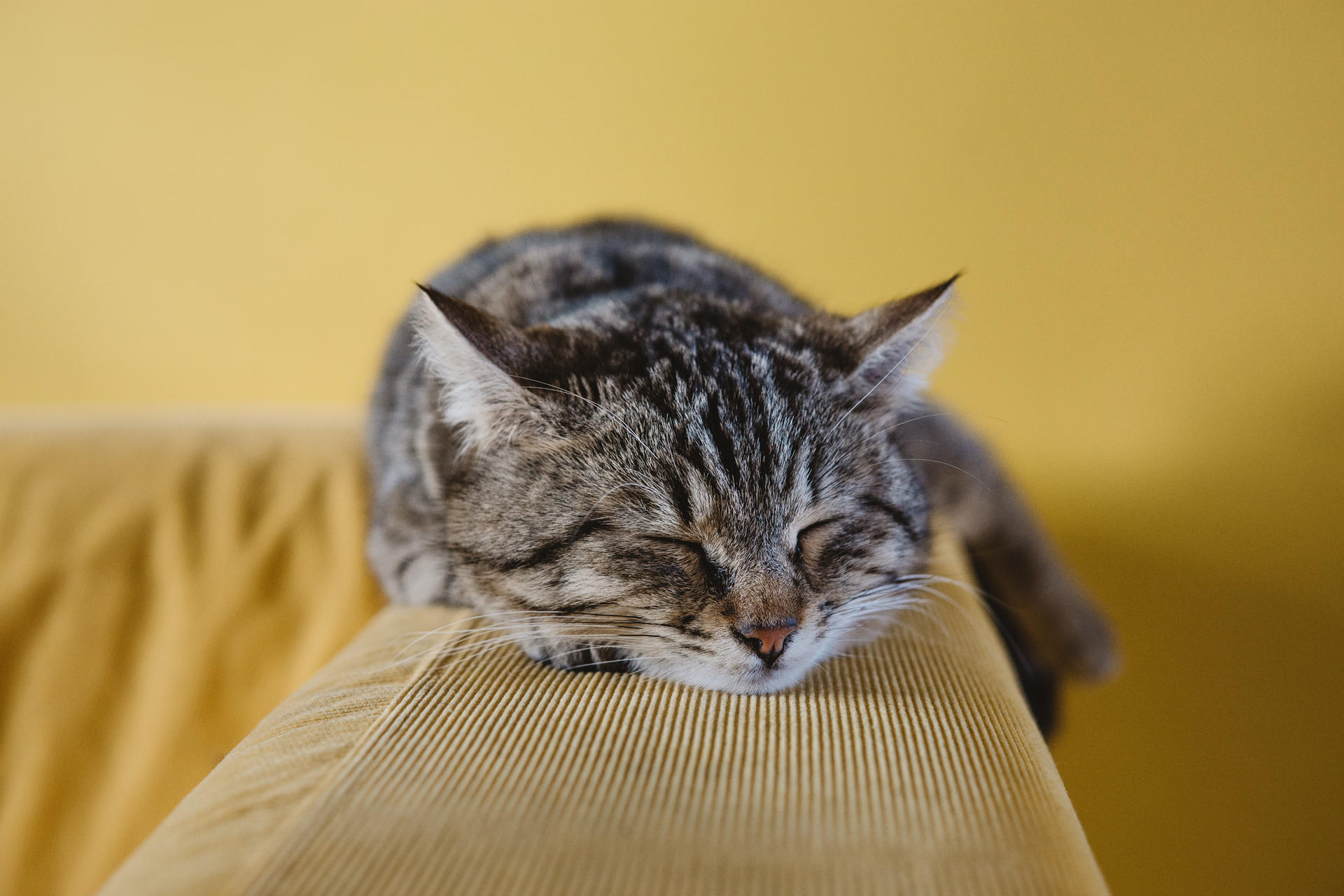 Welches Sofa bei Katzen