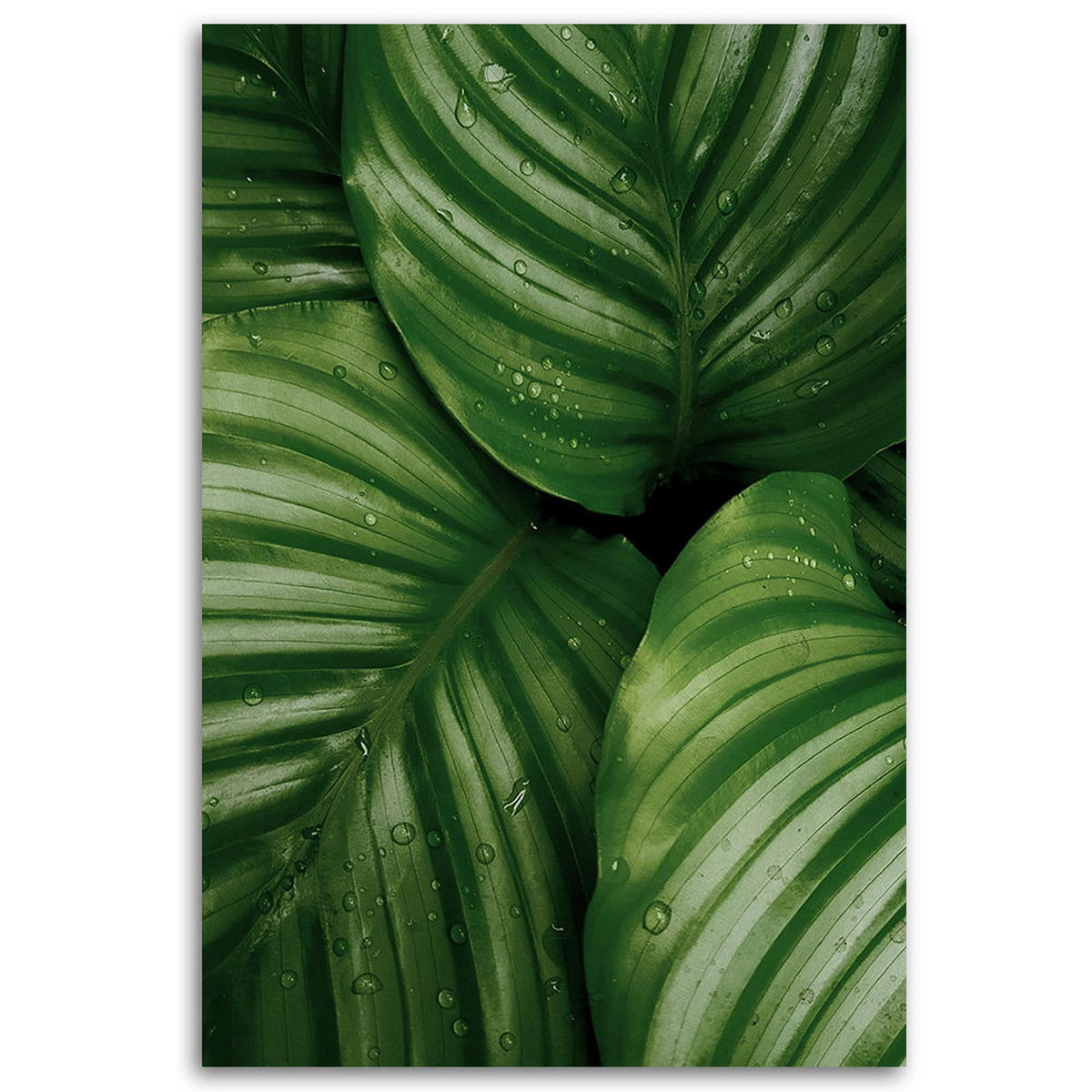 KUNSTDRUCK Grün 80/120 cm - Grün, Textil (80/120cm) - KUNSTLOFT