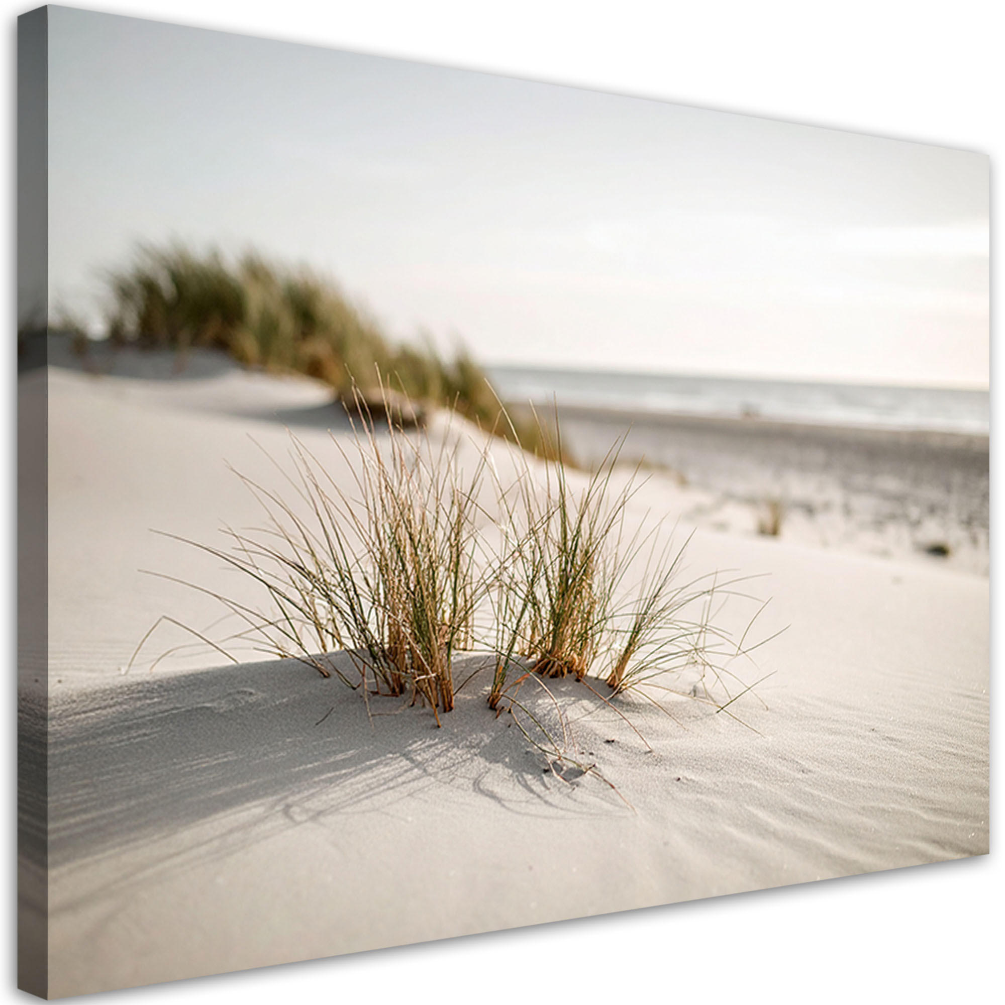 LEINWANDBILD Strand Meer Dünen Natur Pflanzen 100x70cm - Beige, Textil (100/70cm) - Feeby