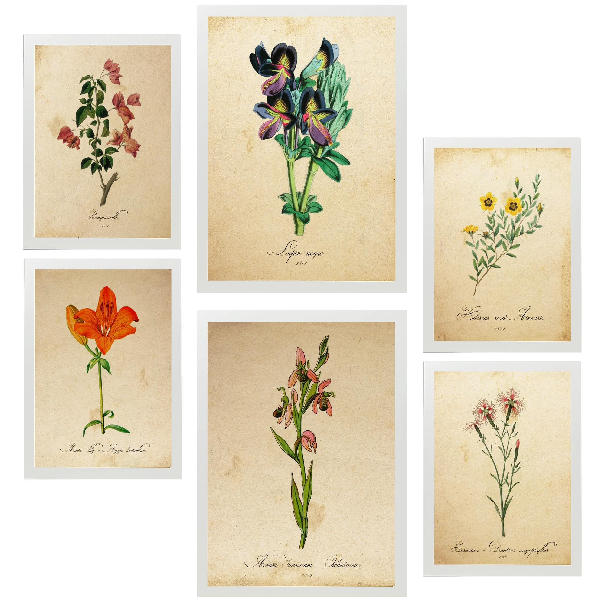 POSTER Set Mit 6 Botanica Frühlingszeit A3 & A4 Weißer Rahmen - Weiß, Papier (29/3cm) - Nacnic