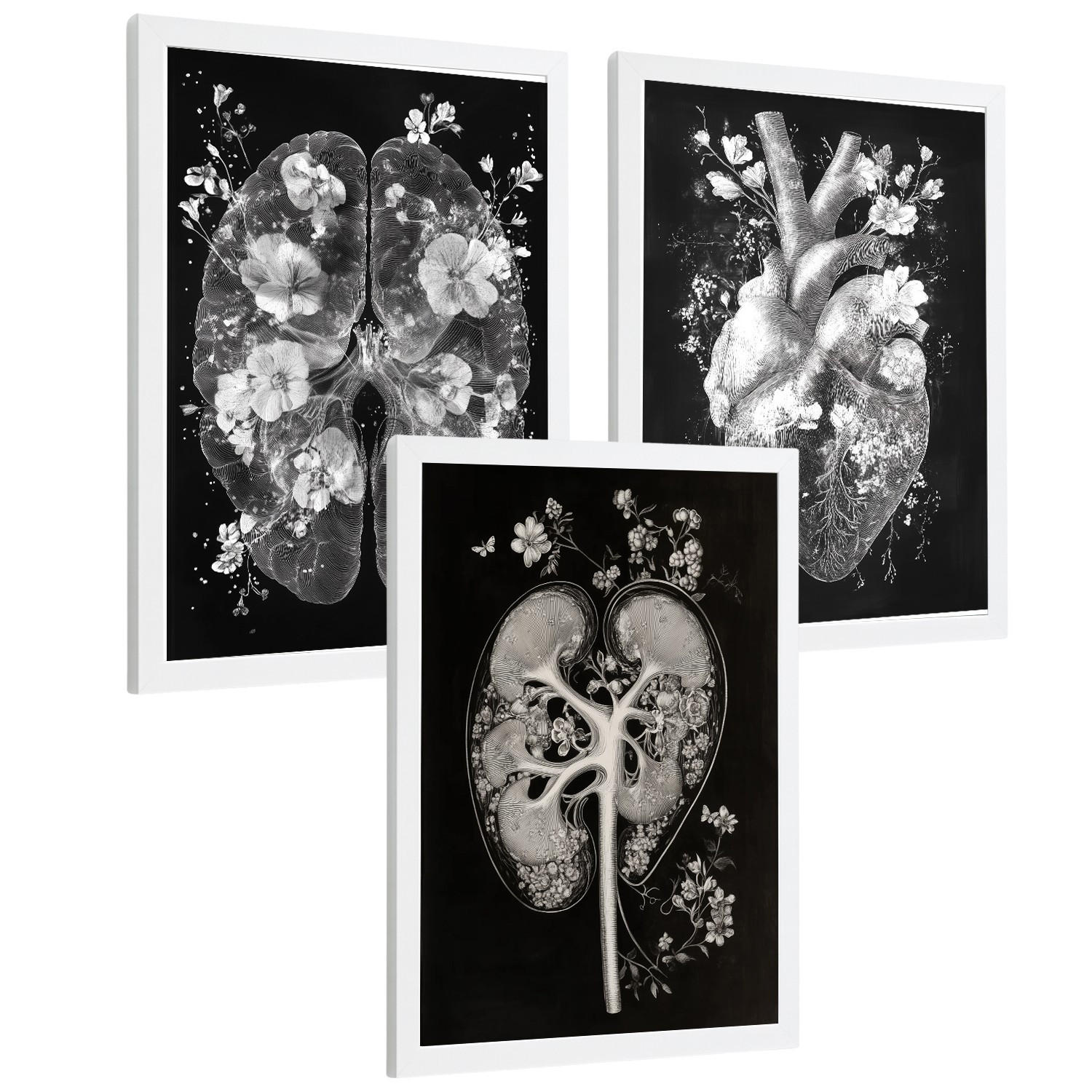 POSTER Set aus 3 Anatomie Drucke und Wandbilder mit Inneren Organen Gehirn Herz Nieren Minimalistisches Schwarz Weiß Design Größe Weißer Rahmen A4 - Weiß, Papier (21/29.7/3cm) - Nacnic