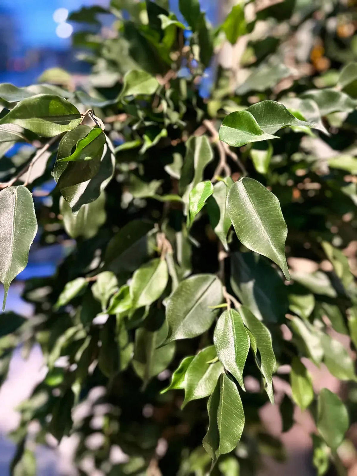 KUNSTBAUM Künstlicher Ficus - Jannik 180 cm - Grün, Kunststoff (180cm) - aplanta