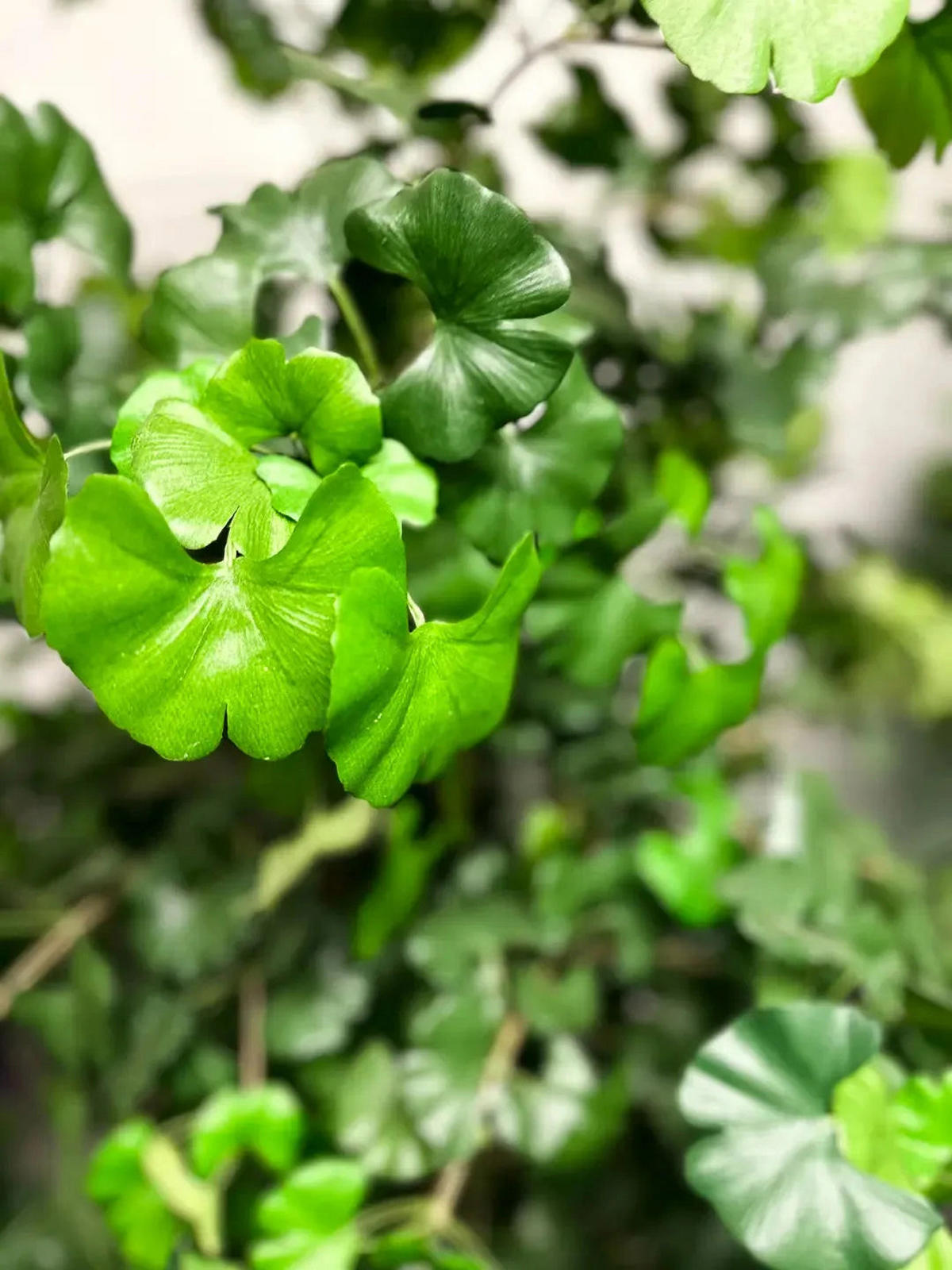 KUNSTBAUM Künstlicher Gingko - Tino 145 cm - Grün, Kunststoff (145cm) - aplanta