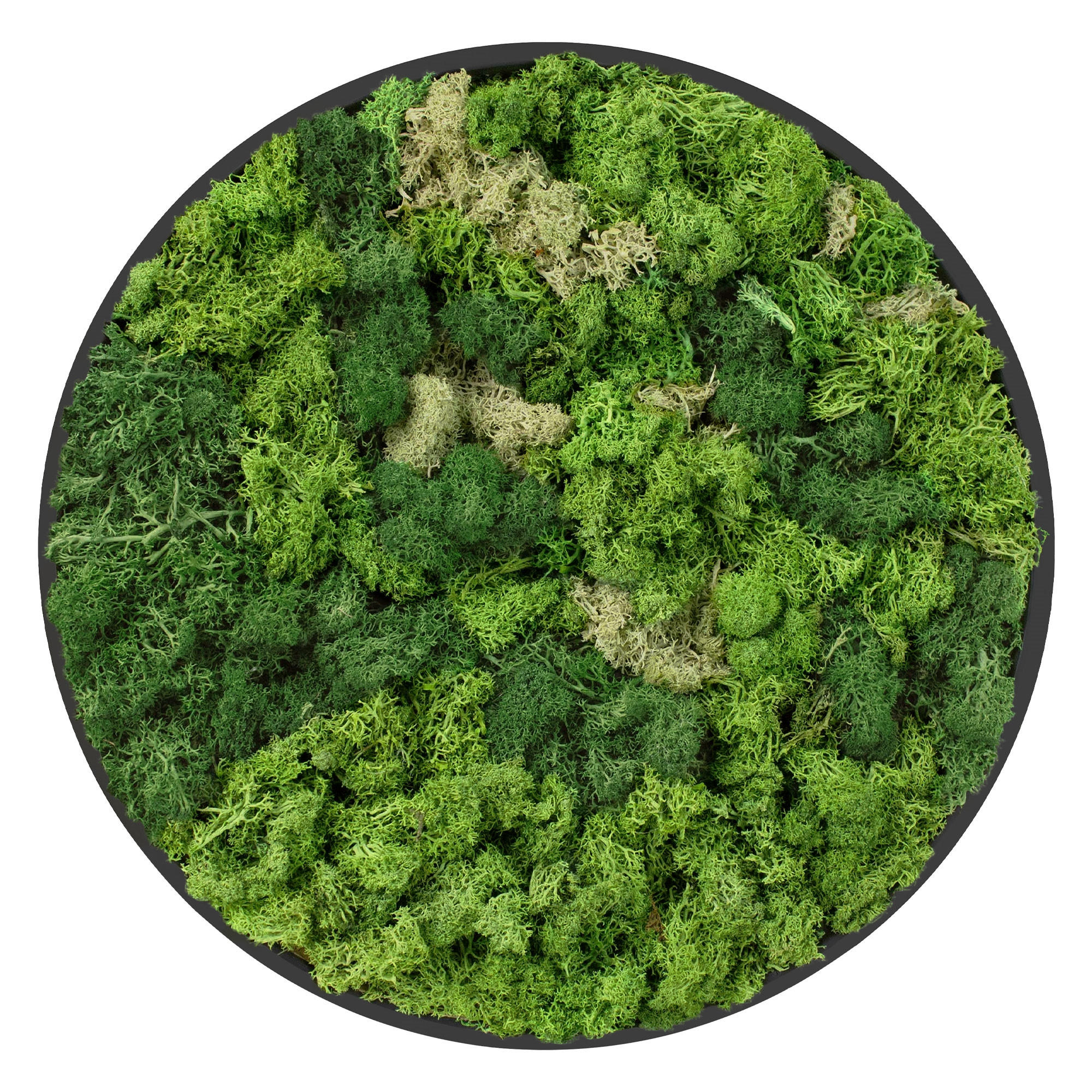 ECD-Germany Moosbild Salbeigrün 40x40x3 cm