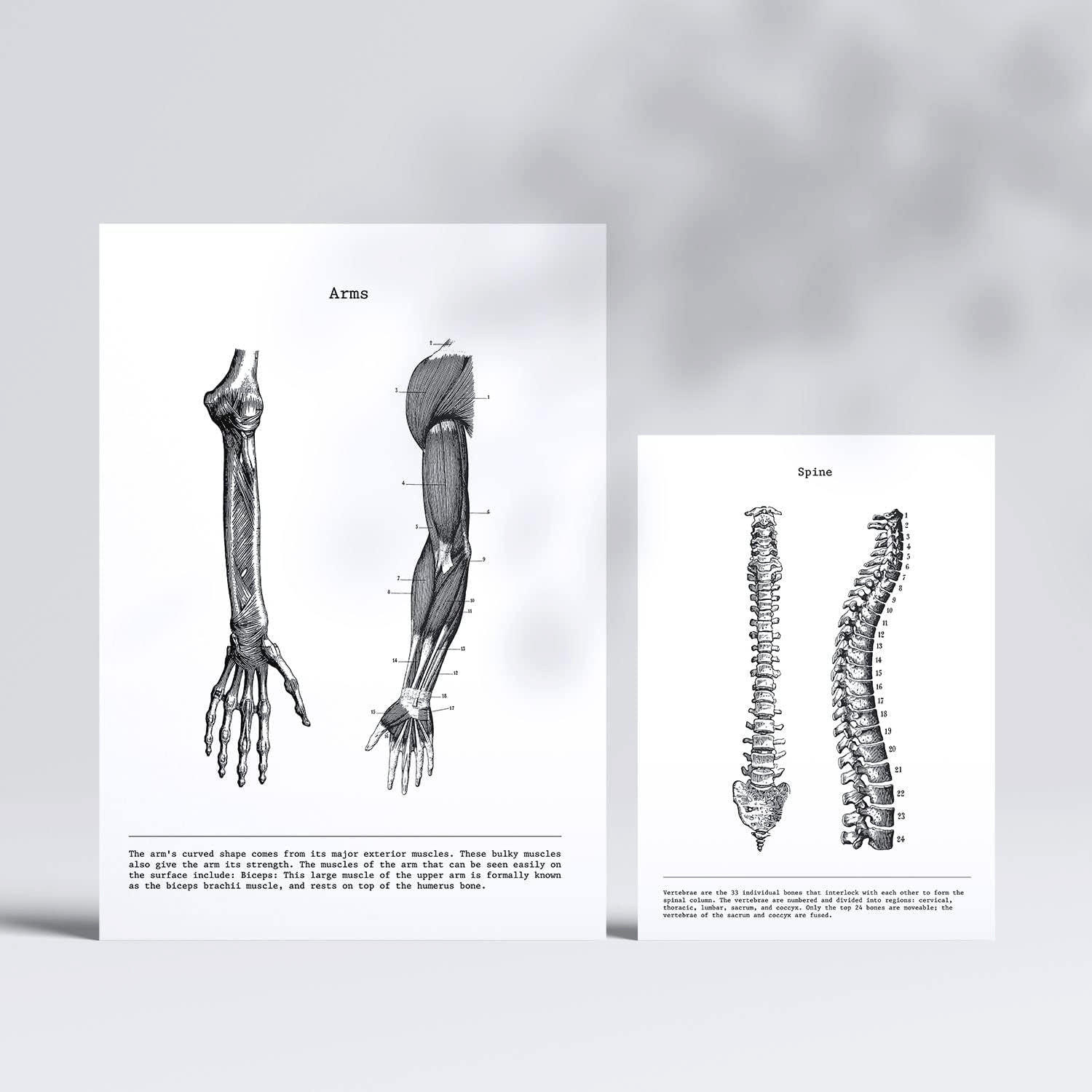 POSTER Set Mit 6 Anatomie Bildern Muskeln Und Knochen Rücken, Bein, Arm, Wirbelsäule, Becken, Rippen Ideal Für Kliniken A3 & A4 Schwarzer Rahmen - Schwarz, Papier (29/3cm) - Nacnic