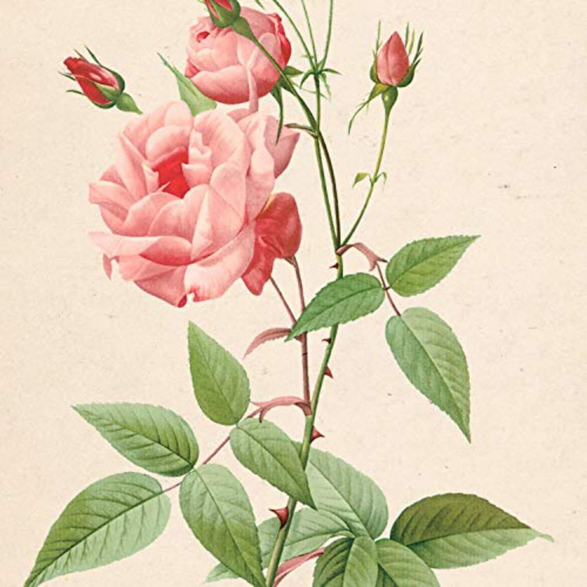 POSTER Set mit 4 Botanischen Stils Rosa weich Papier Hintergrund A4 Rahmenlos - Klar, Papier (29.7/3cm) - Nacnic