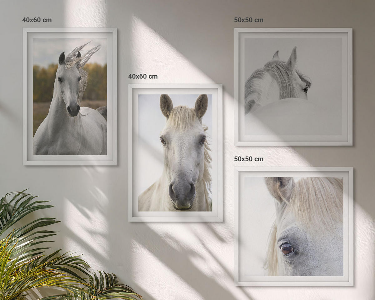 WANDBILDER 4er-Set - 50x50 cm & 40x60 cm Weißer Rahmen - Weiße Pferde - Weiß, Kunststoff (50/50cm) - ArtPrintCave