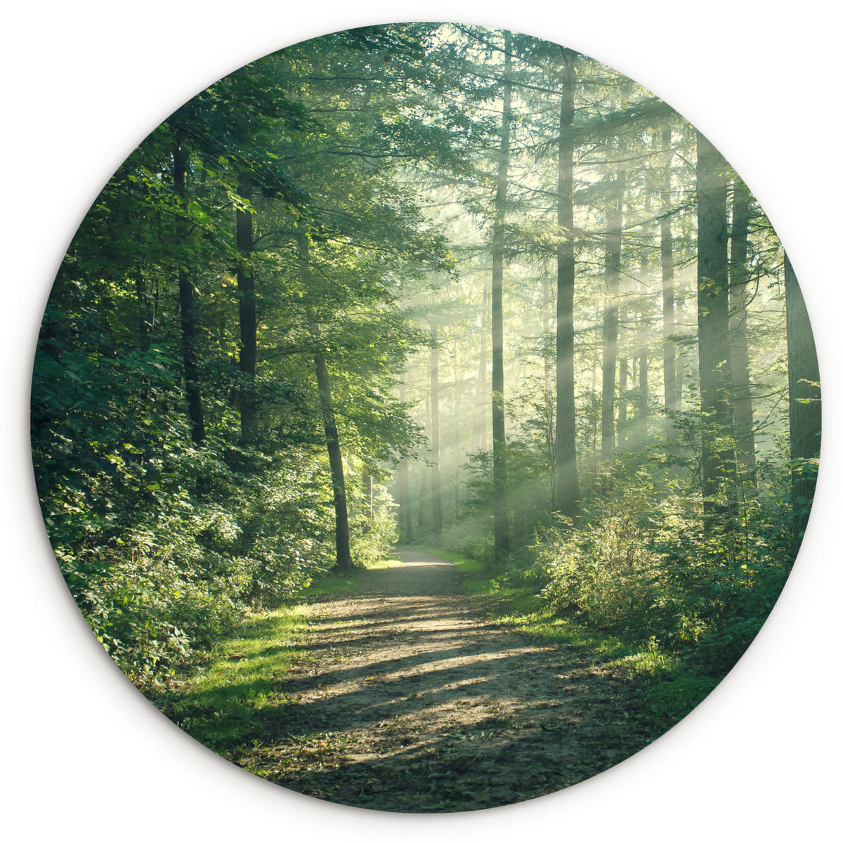WANDBILD Wald - Weg - Sonne - Bäume - Grün - Natur 30x30 cm - Waldgrün, Kunststoff (30/30cm) - MuchoWow