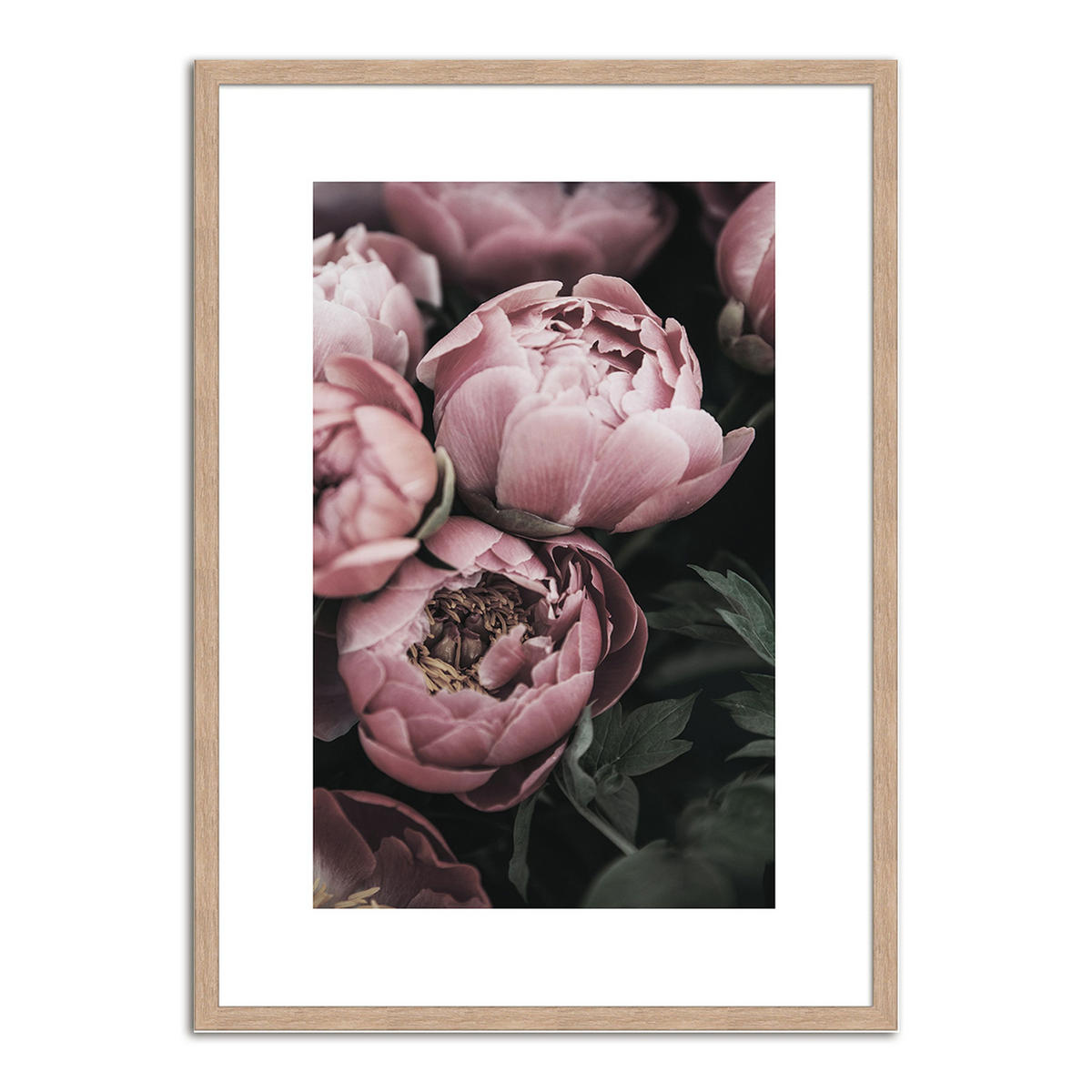 POSTER mit Rahmen 50x70 cm Pfingstrosen Rosé - Rosa, Holz (51/71cm) - artissimo