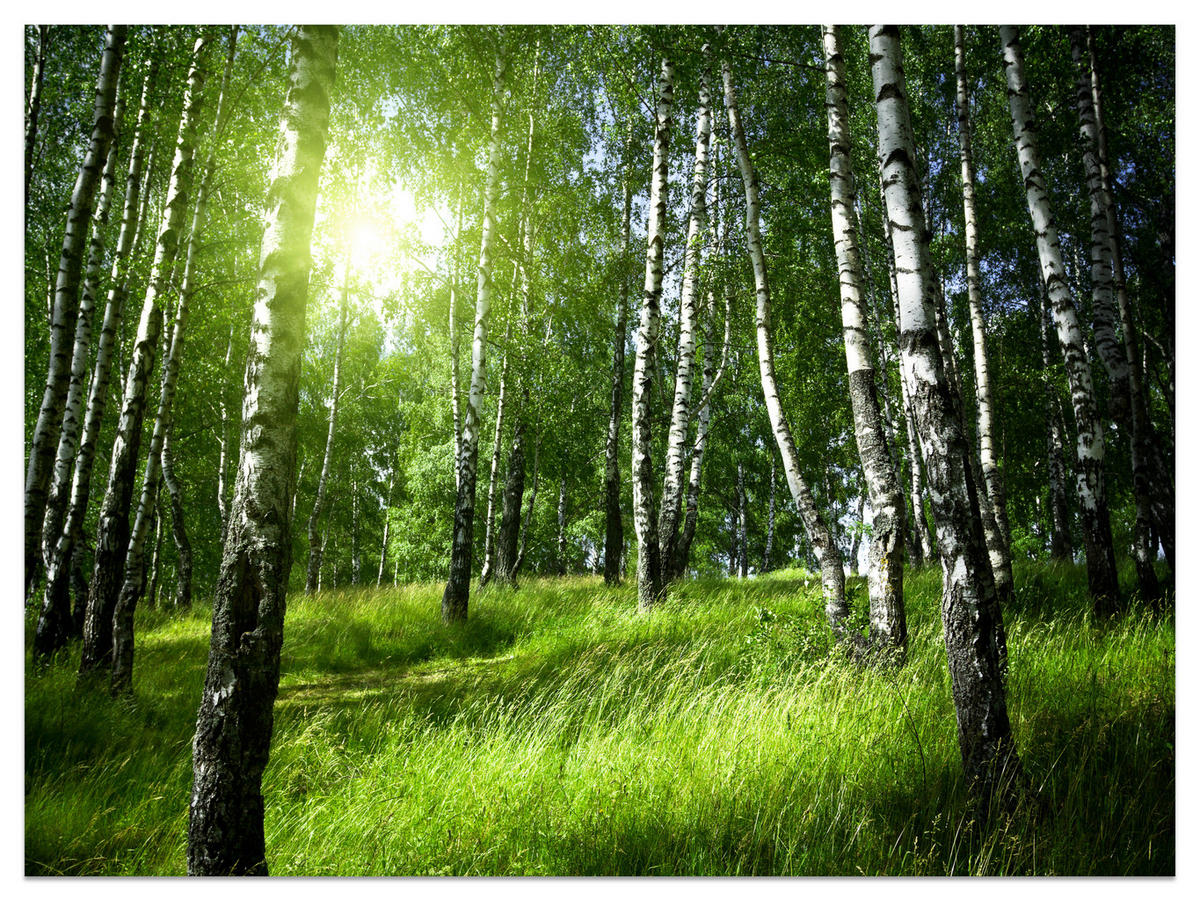 FOTOTAPETE für Wohnzimmer Grüner Birkenwald Gras Sonne Natur 200x140 - Schwarz/Weiß, Papier (200/140cm) - Muralo