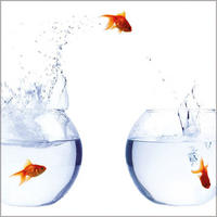 GLASBILD 30×30 cm Goldfische - Orange, Glas (30/30cm) - artissimo