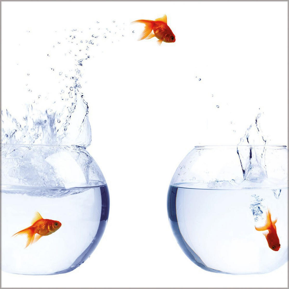 GLASBILD 30×30 cm Goldfische - Orange, Glas (30/30cm) - artissimo