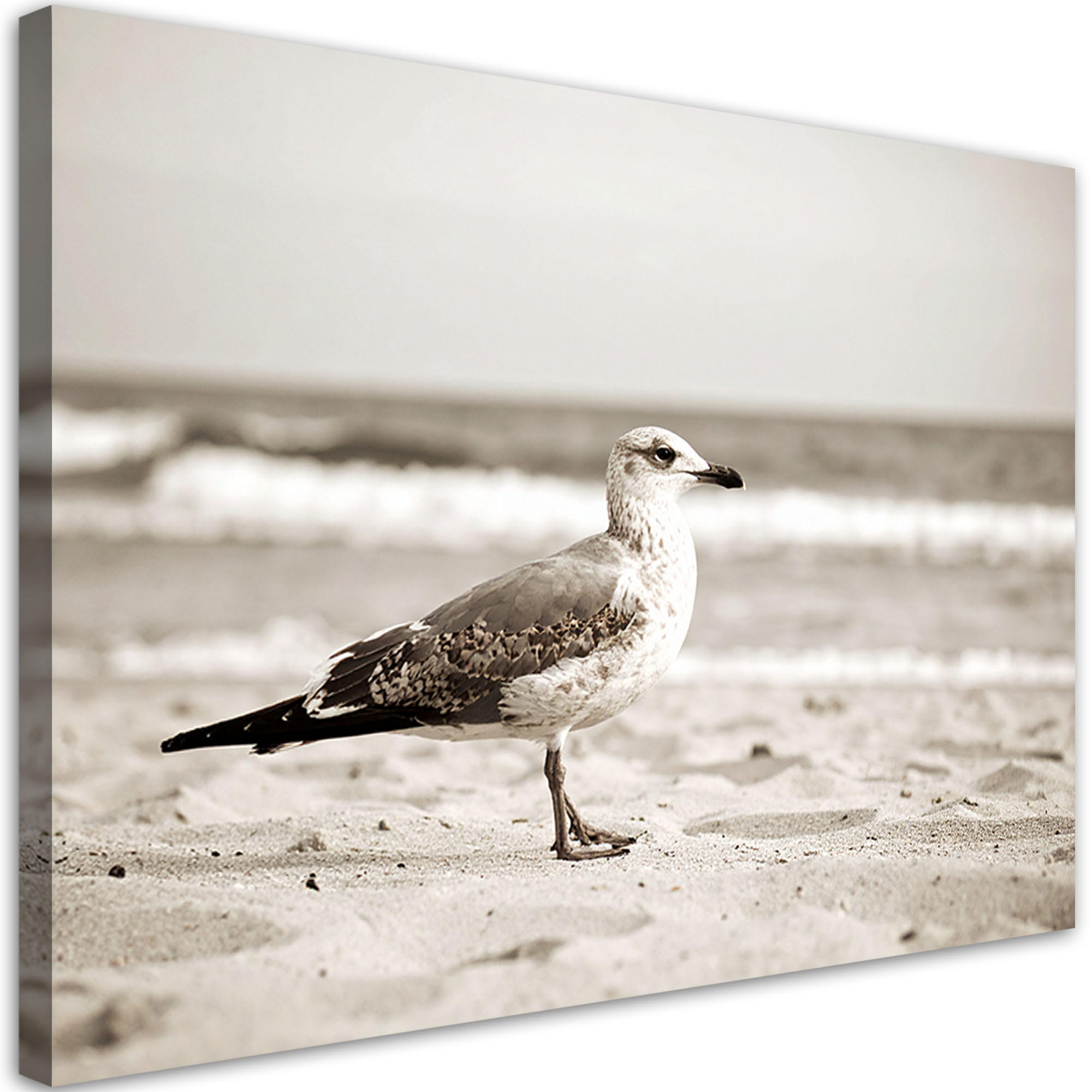 LEINWANDBILD Möwe Vogel Meer Strand Natur 100x70cm - Beige, Textil (100/70cm) - Feeby