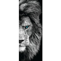 GLASBILD 30x80 cm Löwe - Schwarz/Weiß, Glas (30/80cm) - artissimo