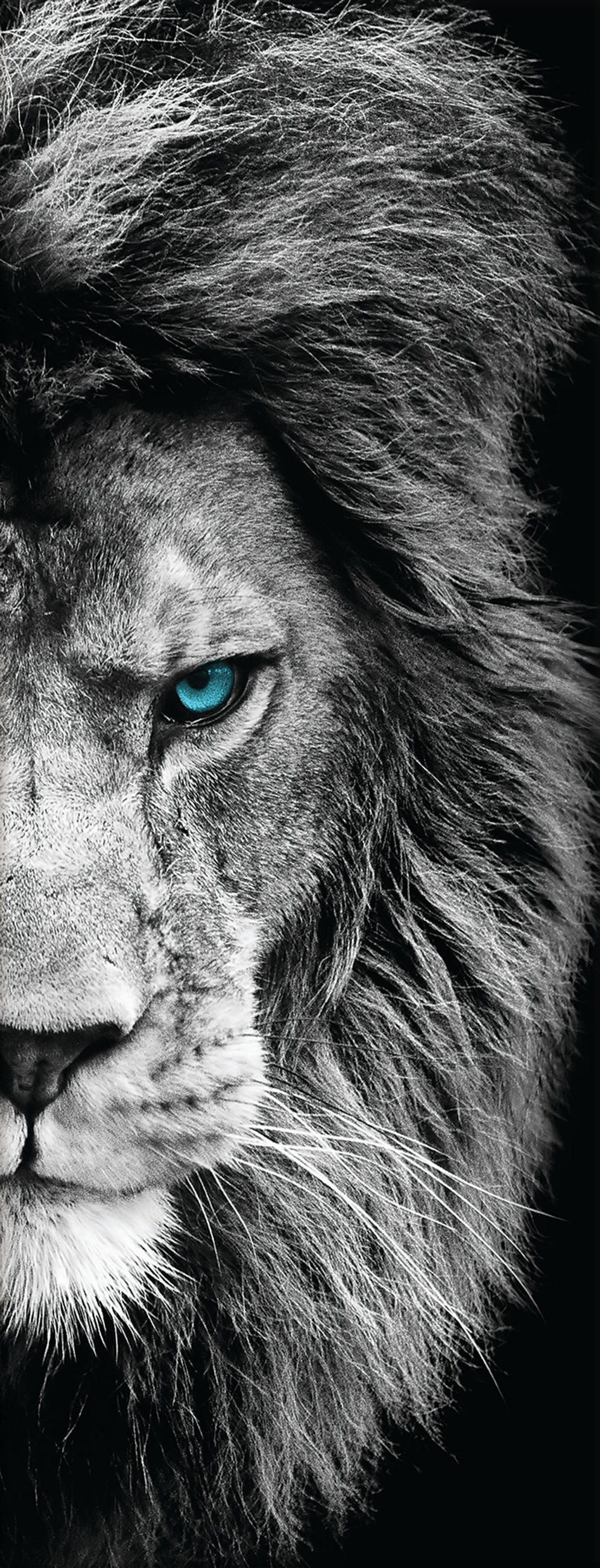 GLASBILD 30x80 cm Löwe - Schwarz/Weiß, Glas (30/80cm) - artissimo